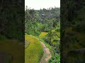 Drone flight tegalalang rice terraces of ubud bali indonesia bali ubud indonesia travel