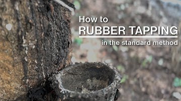 How to rubber tapping in the standard method