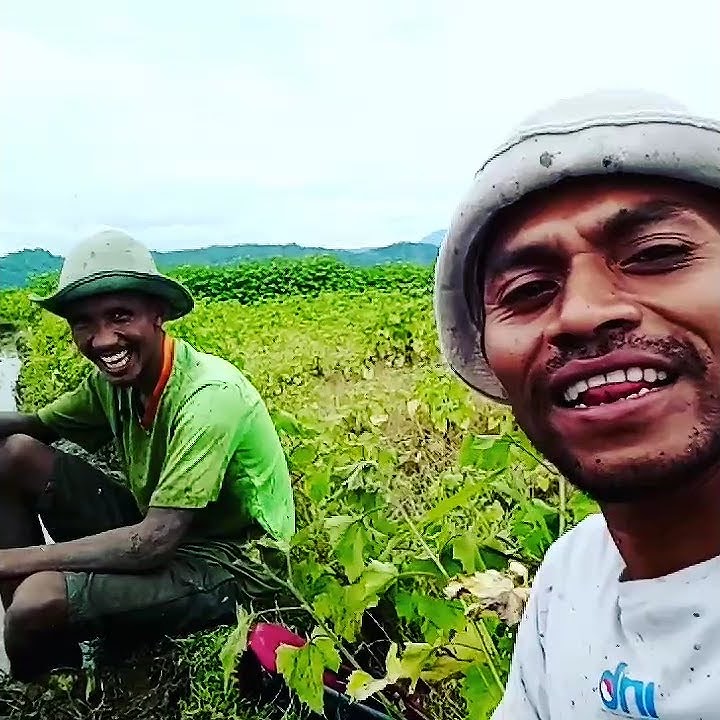 Story Wa Anak Petani #Shorts