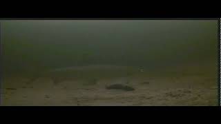 Как поймать сига? Реакция и поклевка сига на приманку! Подводное видео! Whitefish fishing! 07.03.22г