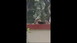 Squirrel/gilhari eating food | #shorts #squirrel #trending #viral #short #youtubeshorts #ytshort