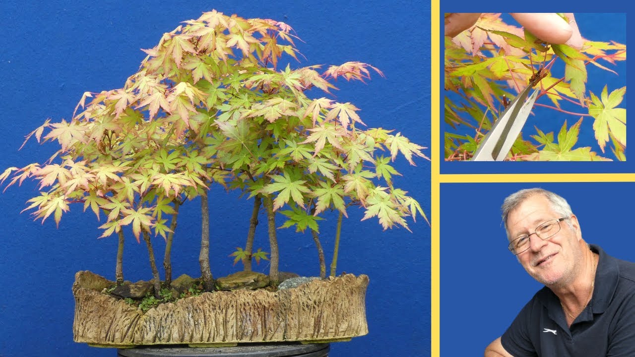 Pruning THE MOST stunning Katsura Maple Bonsai!