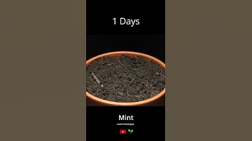 Growing mint from seeds time lapse