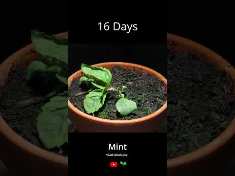 वीडियो: माउंटेन मिंट केयर: गार्डन में माउंटेन मिंट के पौधे कैसे उगाएं