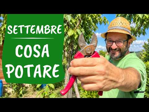 10 piante da POTARE A SETTEMBRE: ecco le potature da fare ORA