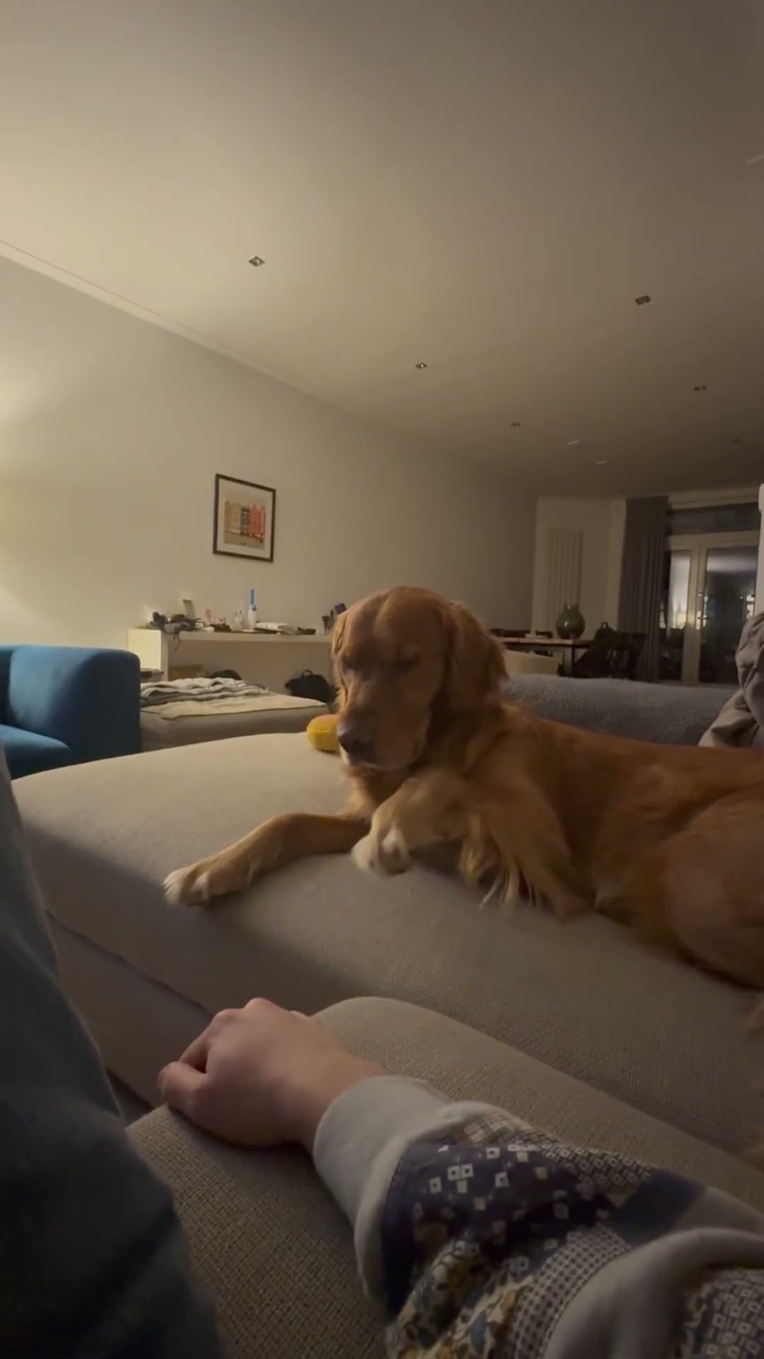 Dog Unenthusiastically Shakes Hand || ViralHog