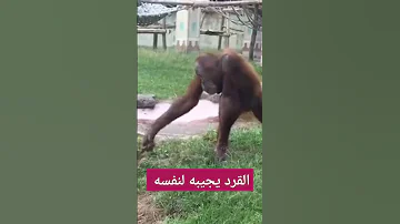 تستاهل الهجوم علشان قرد قليل الأدب 