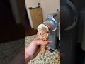 NINJA Creami Swirl Holiday Sale #ninjacreami #ninjacreamirecipes #icecream