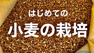 小麦の栽培 直播〜収穫まで　無農薬自給自足