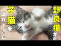 【子猫保護して下さい】野良の母猫が入学希望の子猫を2匹連れてきました（ダミちゃん）