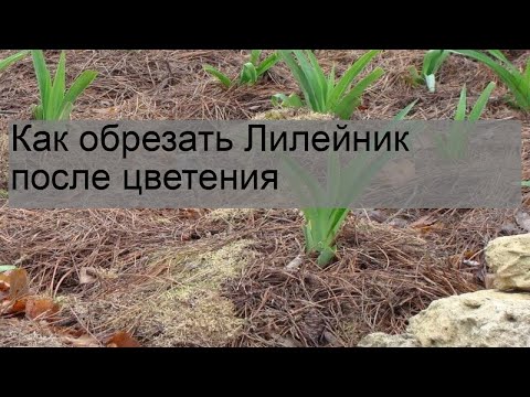 Видео: Нужна ли обрезка растений лилейника – как обрезать цветы лилейника