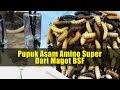 Cara membuat pupuk asam amino super dari magot