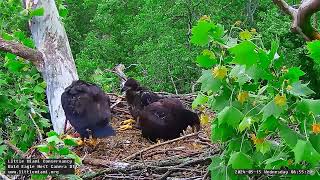 Little Miami Conservancy Bald Eagle 15.05.2024 06:46