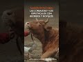 Colombia prohíbe corridas de toros