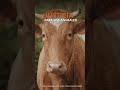Colombia prohíbe corridas de toros