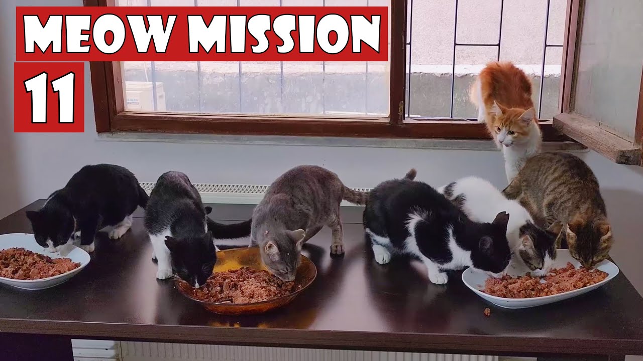 Cat love is the heart’s calm prayer against a noisy world.