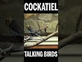 Talking bird cockatiel shorts