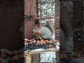 Белка выбирает орех. Squirrel chooses a nut