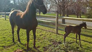 Mare and foal stretching their legs 4/14/2017