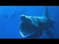14 World's Biggest Sea Creatures