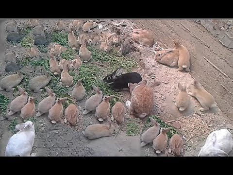 فيديو: كيف تعيش الأرانب