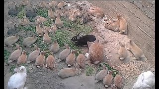 نصائح حول التربية الارضية للارانب بشكل سليم(13)Rabbits colony in my home