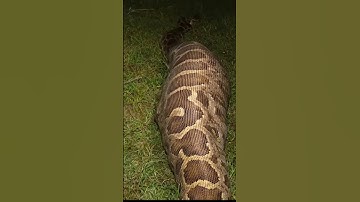 Massive Python Encounter Shocks Local Community#shorts #snake