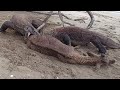 Two komodo dragons prey on live deer