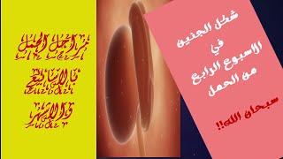 اعراض الحمل وتطور الجنين في الاسبوع الرابع من الحمل//The fourth week of pregnancy