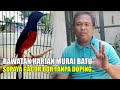 Perawatan Harian Murai Batu Agar Gacor Dor Tanpa Doping Work Mp3 - Mp4 Download