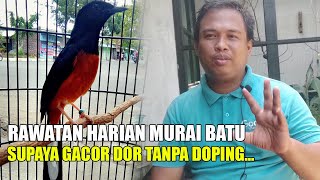 PERAWATAN HARIAN MURAI BATU AGAR GACOR DOR TANPA DOPING, 100% WORK