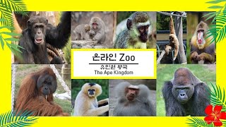 망토원숭이/Hamadryas Baboon/マントケコザル/ลิงบาบูน