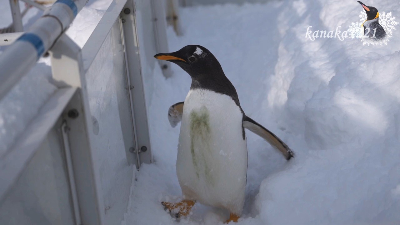 旭山動物園 やっぱりトボガン広場が好きな仔ペンギン - YouTube