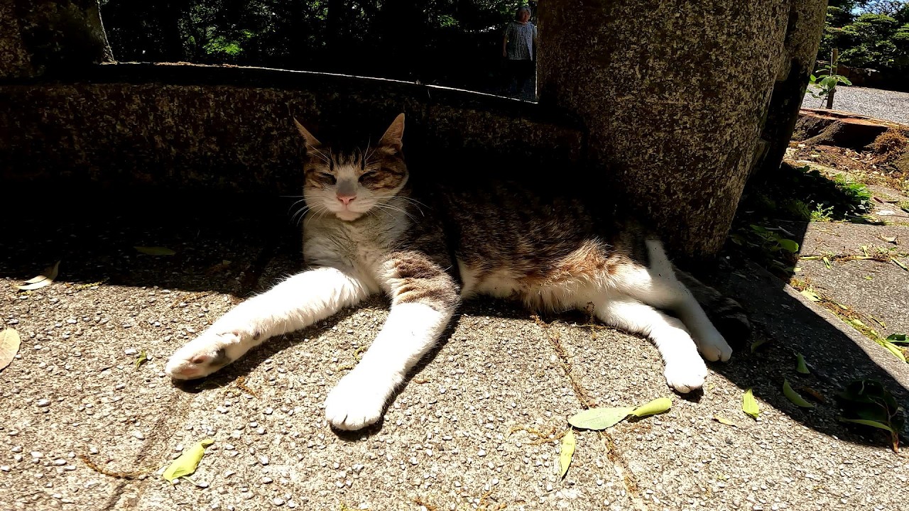ねこ Do not cross this bridge. - YouTube