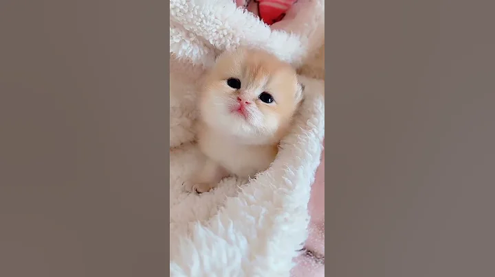 Watch the video about Funny cat videos 2021 #shorts #kucinglucu