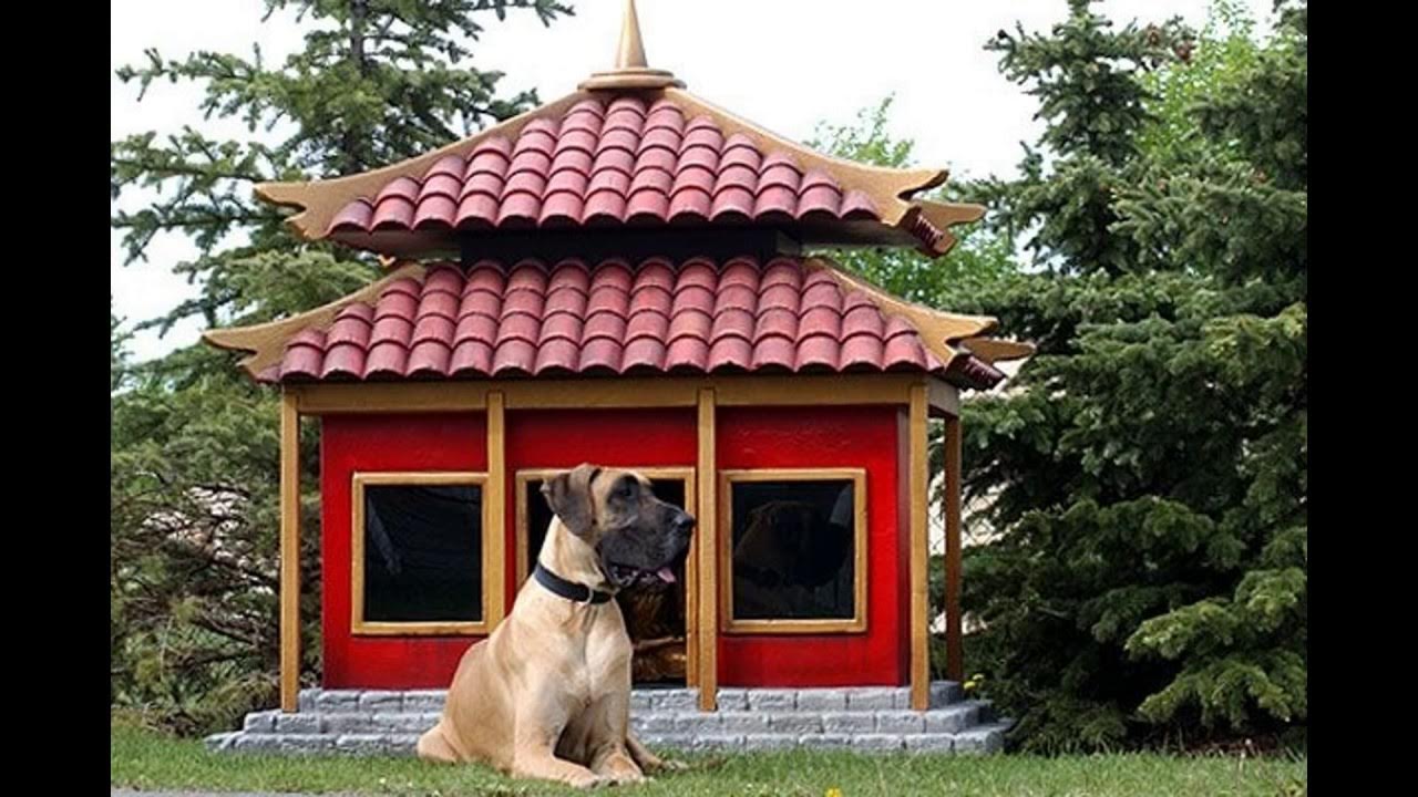 Dog house casino dog houses info. Собака с конурой. Креативные будки для собак. Необычные собачьи будки. Дизайнерские будки для собак.