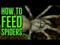 How to feed spiderlings  scorplings baby tarantulas  scorpions