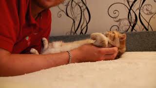Любимый котенок Любимый котенок