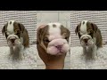 Baby Dogs So Cute and Funny Dog Videos Compilation
