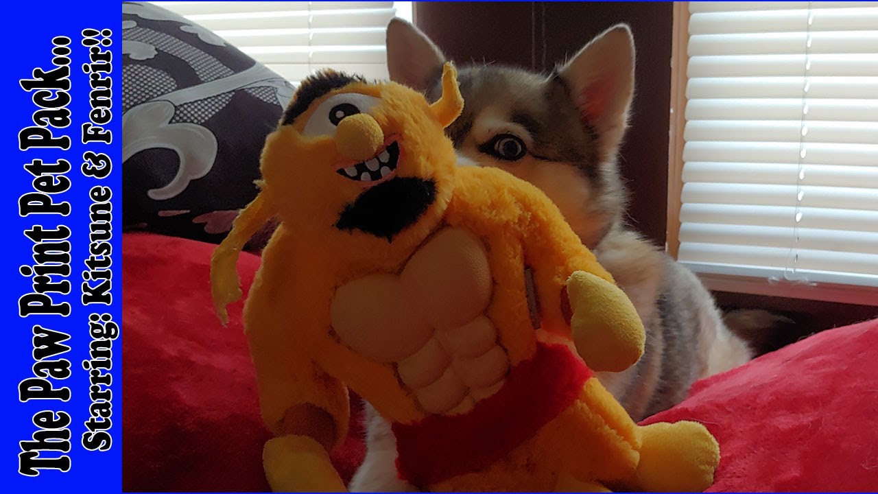 My Dogs Kneading & Sucking on Their Toys YouTube