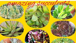 أشهر أنواع العصاريات most common succulents#succulent #عصاريات