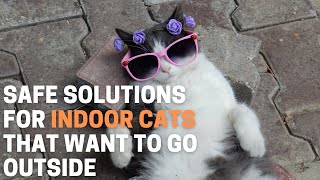 Safe Solutions for Indoor Cats That Want to Go Outside by Animal Globe 668 views 1 month ago 5 minutes, 37 seconds