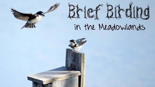 Unboring Exploring Mini Meadowlands Birding