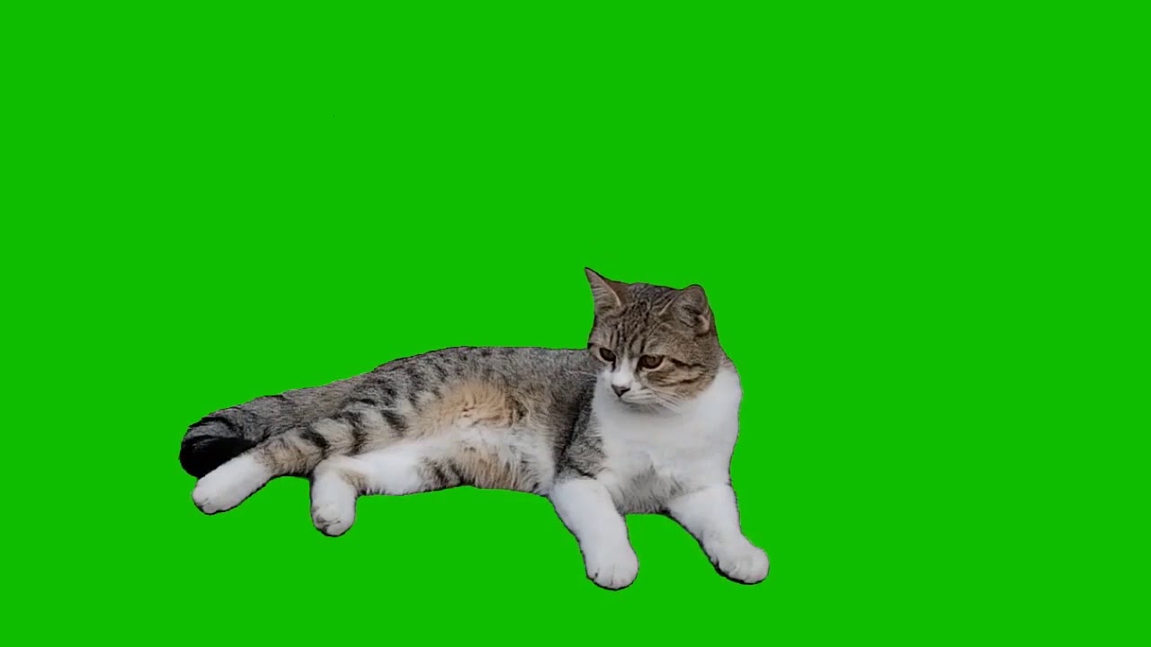 animated cat green screen - YouTube