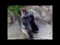 Gorillas Are Awesome - Chest Beating and Dancing Highlight