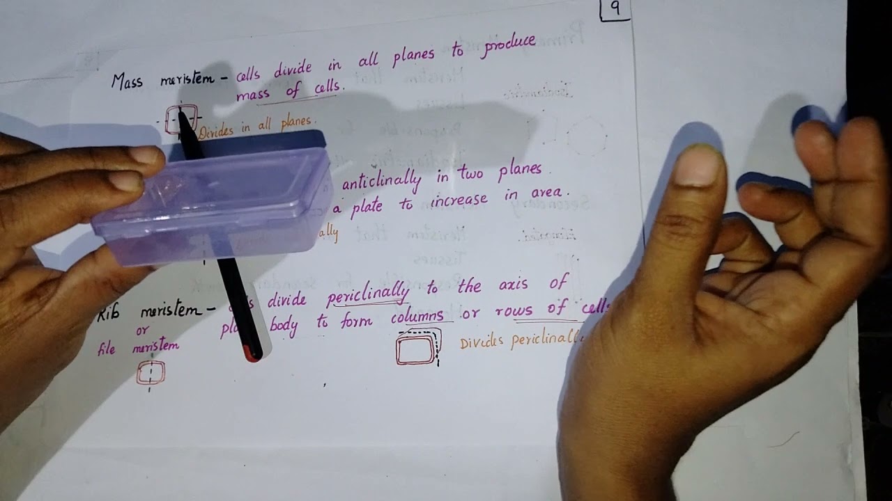 Meristem classification based on plane of division