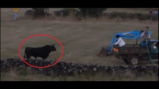 Touro é brutalmente atropelado na tourada à corda dos Açores