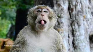Why He Open His Big Mouth, Sleepy or Yawn, Daily Monkeys Man#932