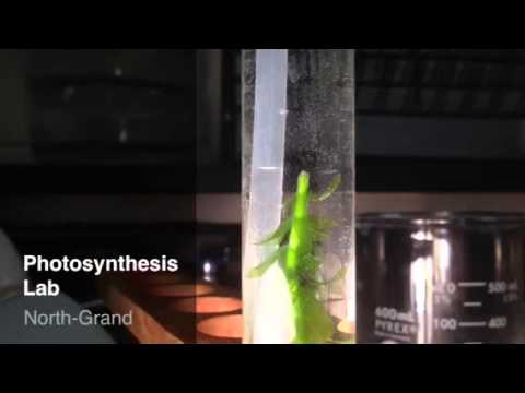 Photosynthesis Lab - Elodea O2 Bubbles