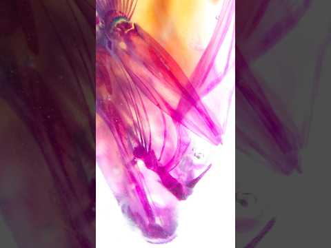 【透明標本】アカモンガラ